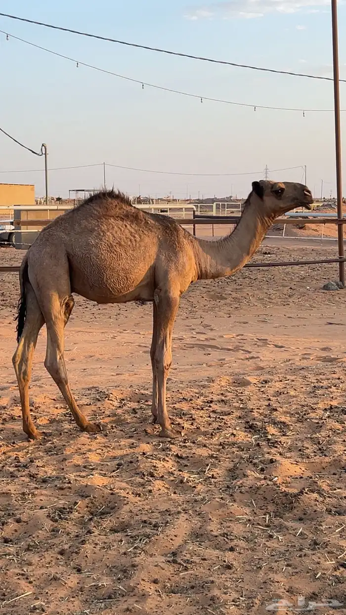 قعدان 2