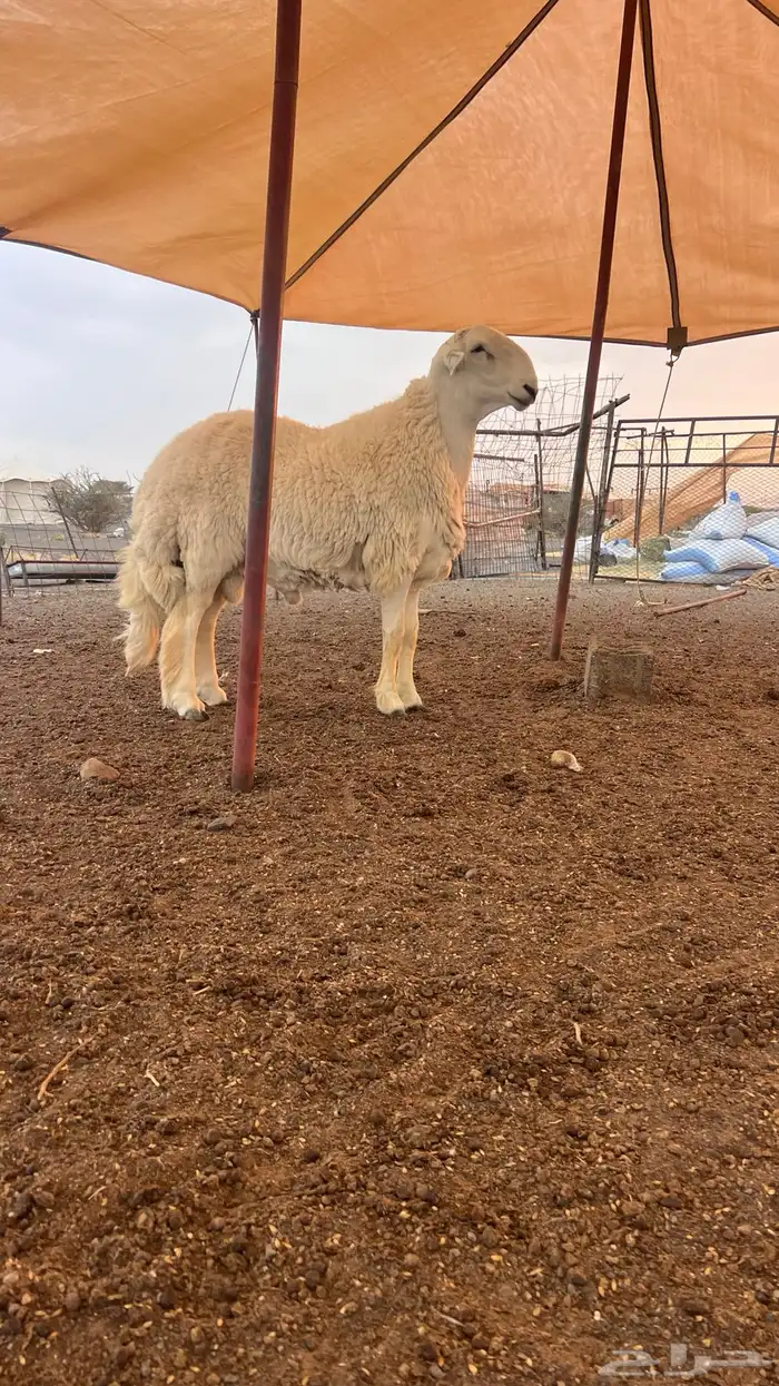 للبيع مشروع 3