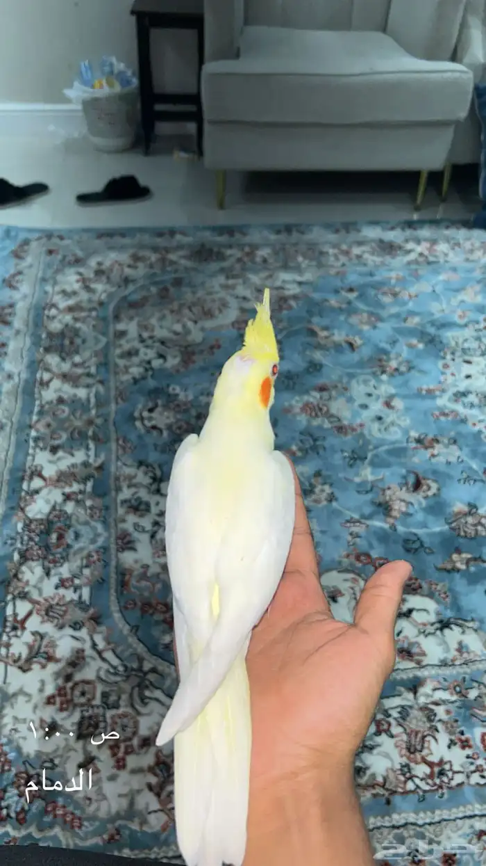 كروان ذكر هدد خارجي وداخلي 3