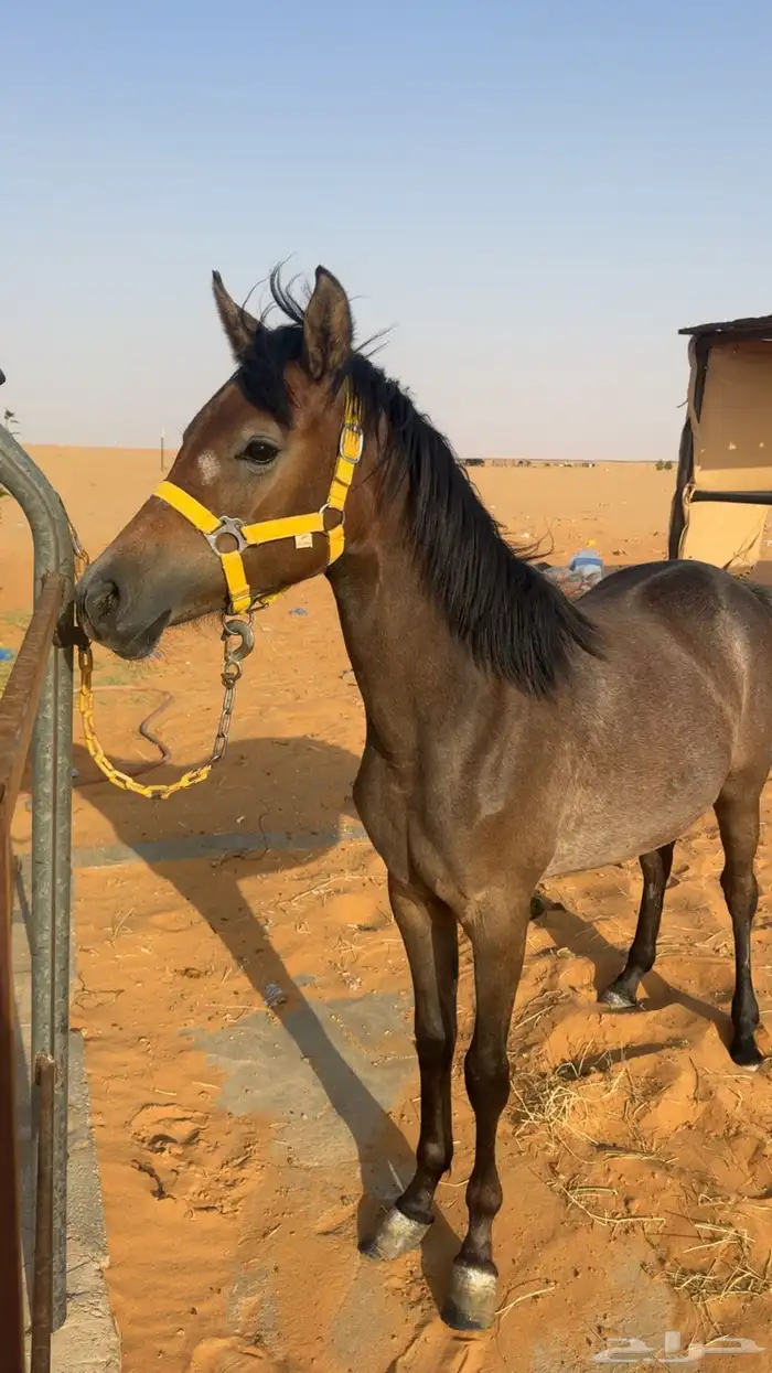للبيع مهره شعبيه 2