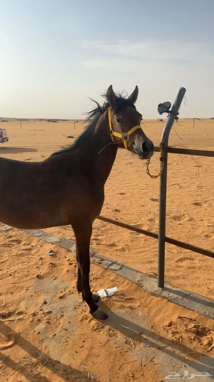 للبيع مهره شعبيه 3