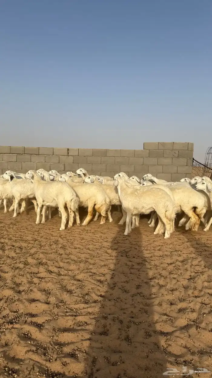 رخال جذعات حريات منوة مدورين الزين 9