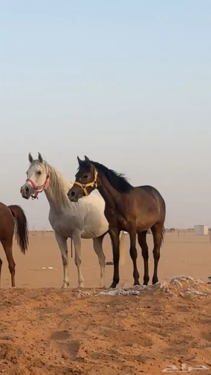 للبيع مهره شعبيه 0