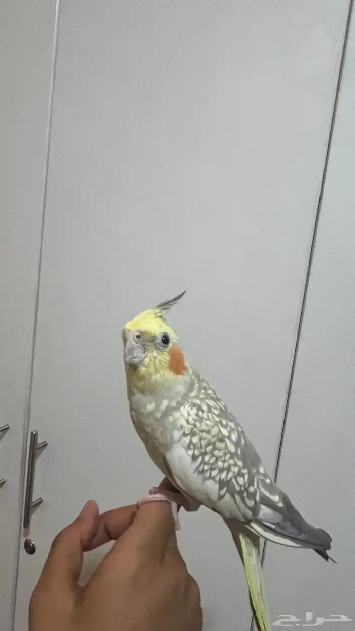 كروان اليف جداا 3