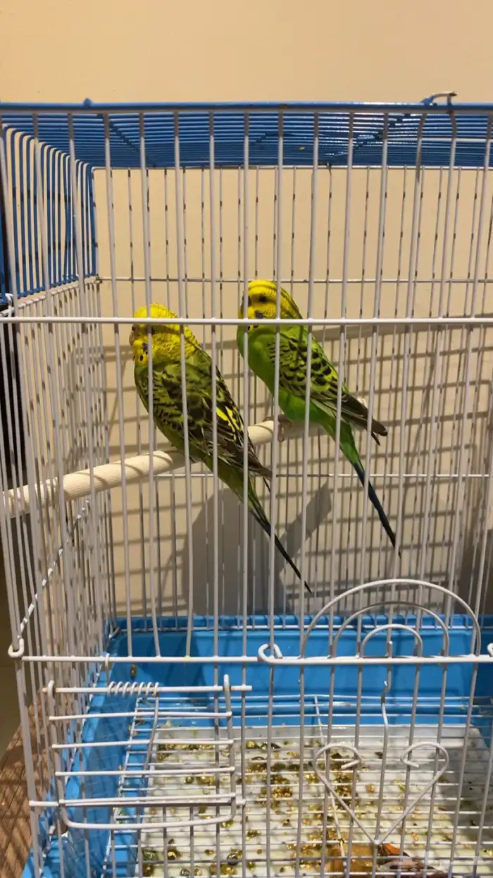 للبيع جوزين بادجي و انثه روز 3