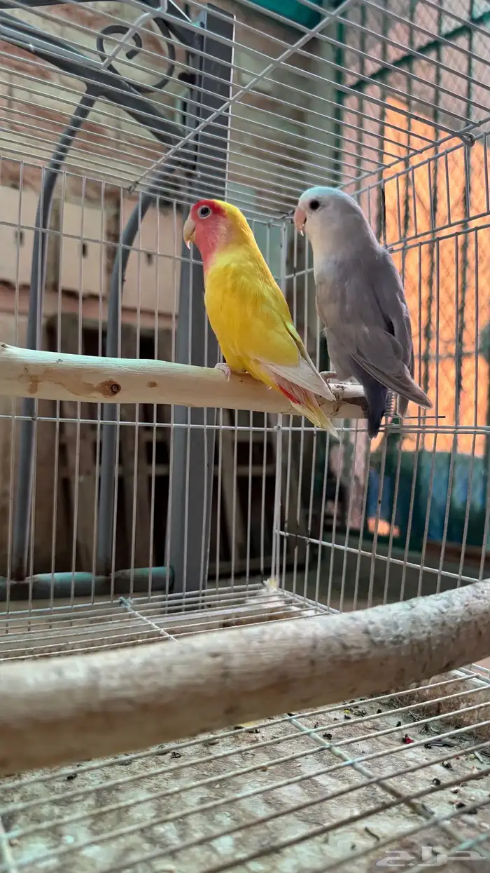 طيور روز ألوان جذابه وجميله شرط والله 0
