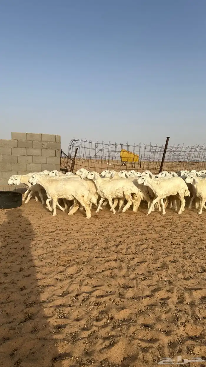 رخال جذعات حريات منوة مدورين الزين 16