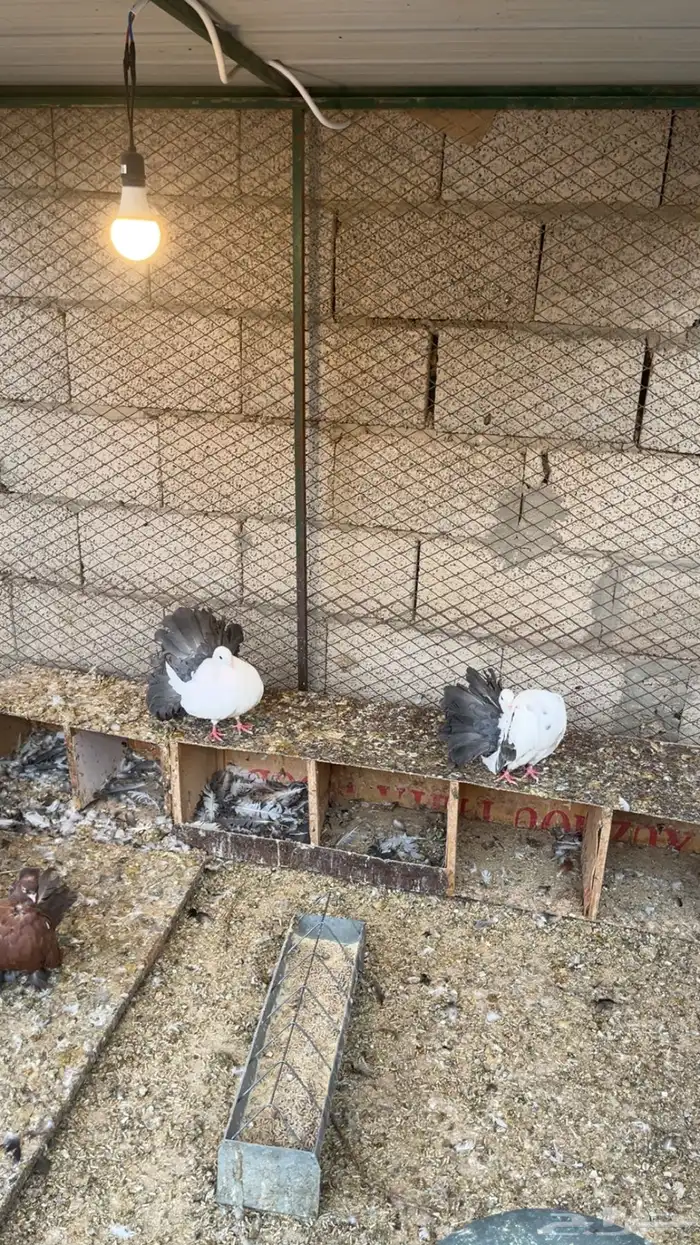 حمام رقيصي الموقع حريملاء 1