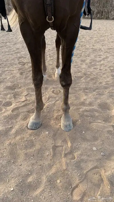 خدمه فحص الخيل قبل الشراء index