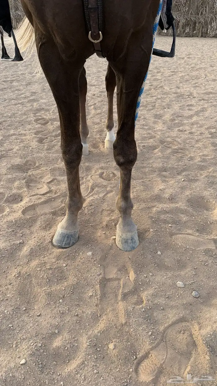 خدمه فحص الخيل قبل الشراء 1