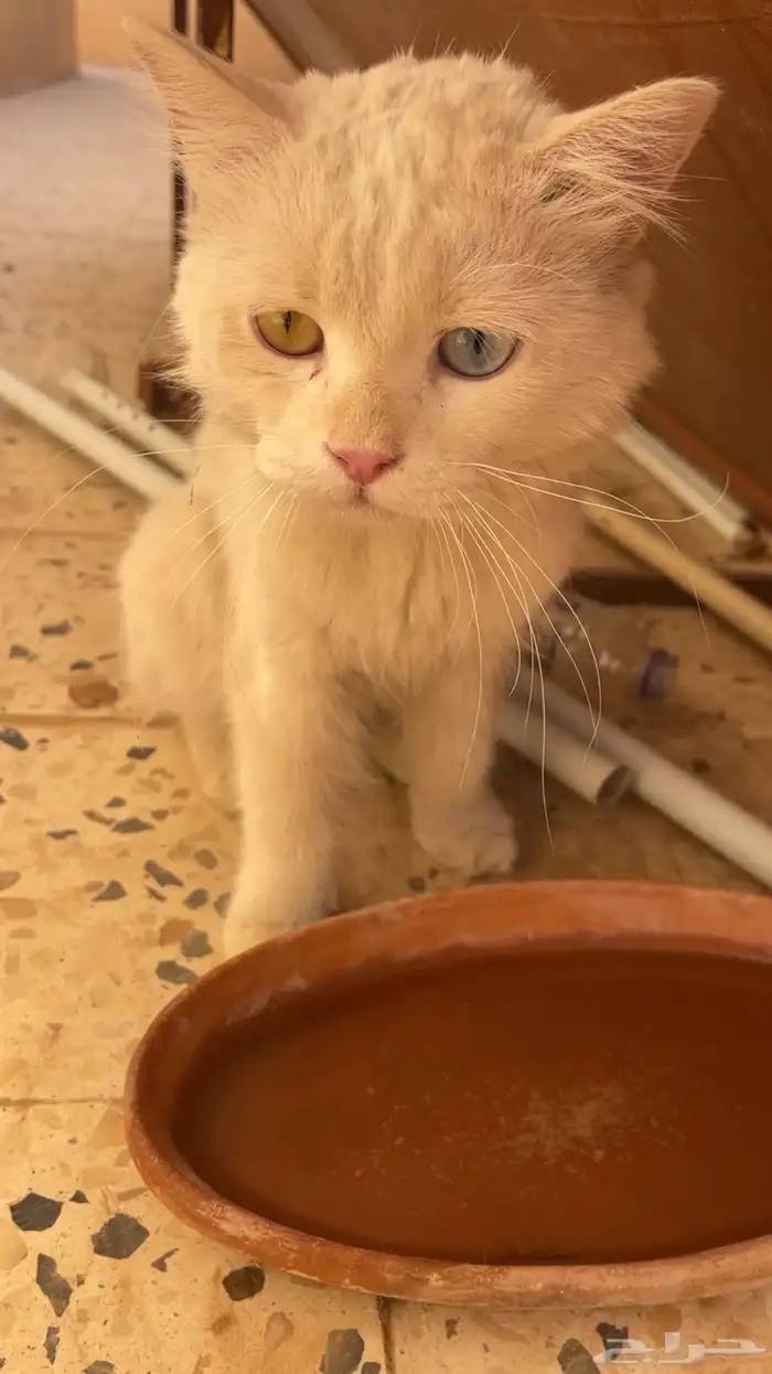 قط اليف دخل علي البيت. اللي له يتواصل معي 0