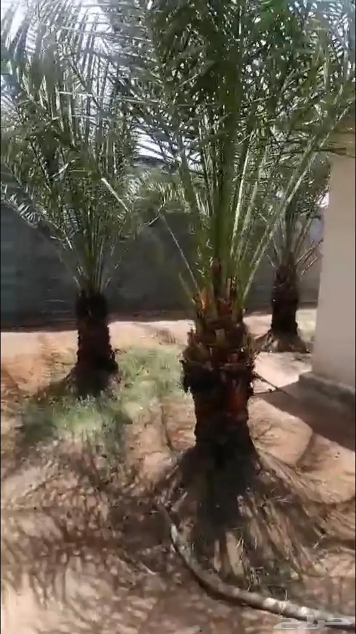 اسعد الله اوقاتكم عدد 6 نخيل اخلاص نجران امهات منتج 4