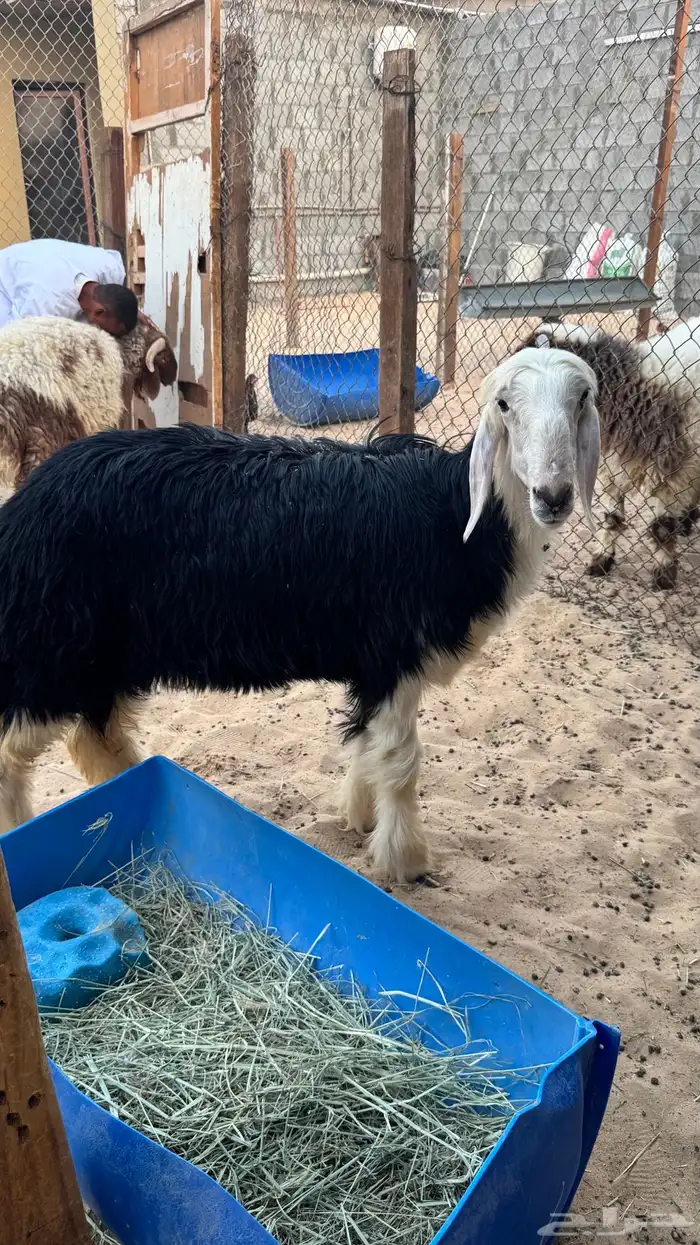 رخل نجديه 0
