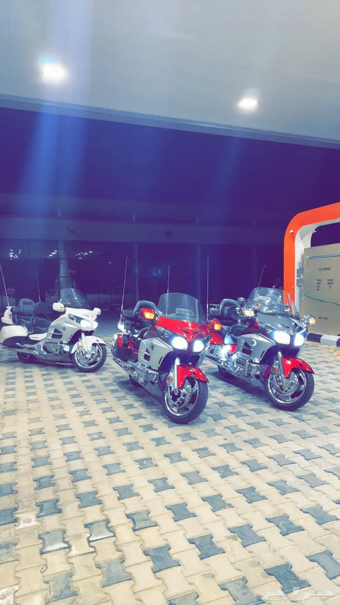 رحلة او فره على دباب قولد وينق او ريس 0