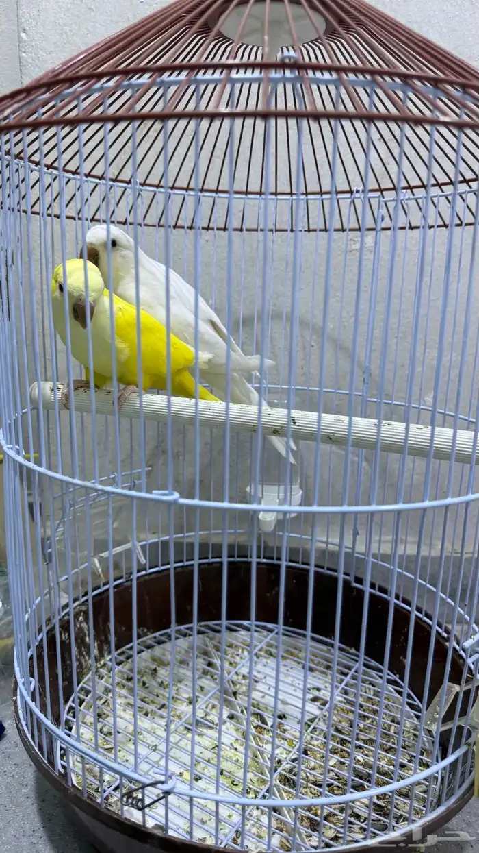 كويكر غير محلل 0