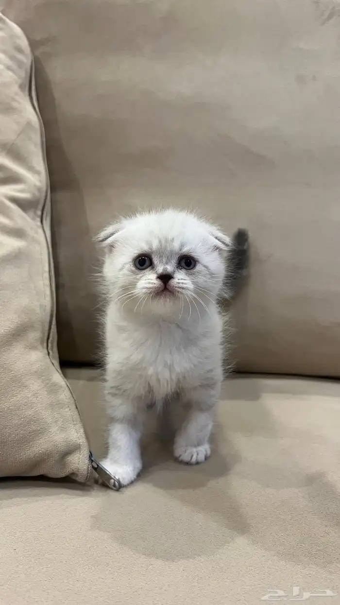 كتن سكوتش فولد 1