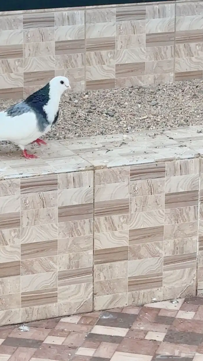 حمام قانزل 4