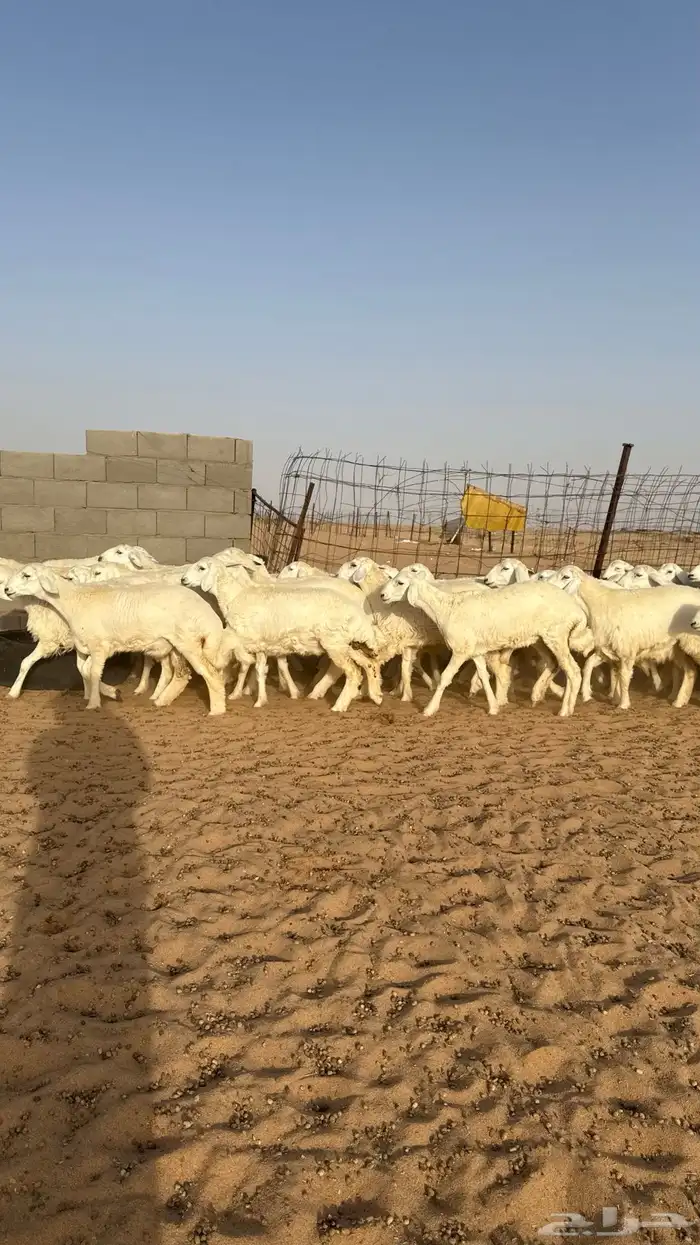 رخال جذعات حريات منوة مدورين الزين 15