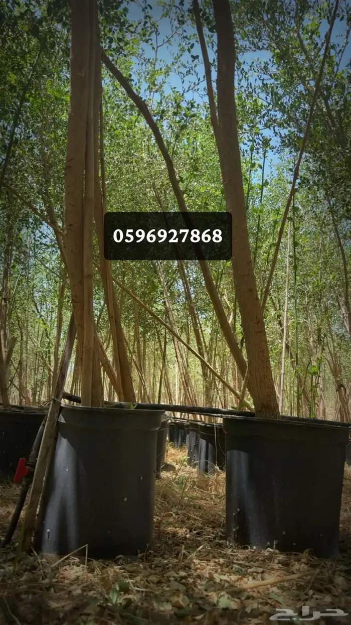 توريد اشجار 6