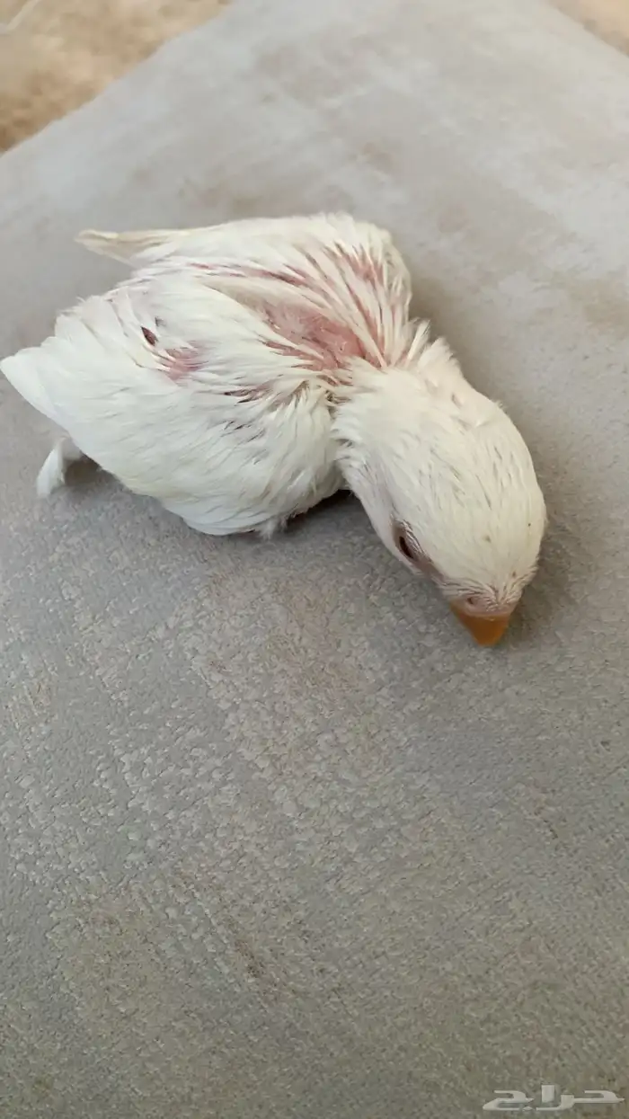 فروخ روز ذات تصنيفات عالية 8