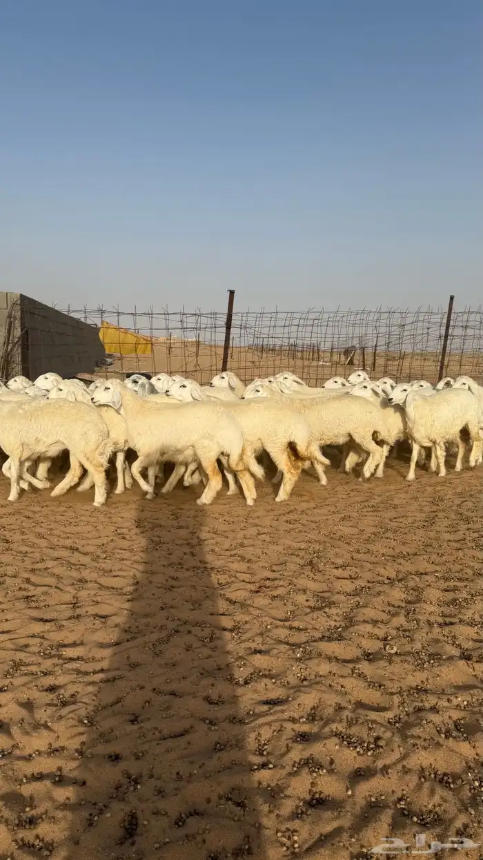 رخال جذعات حريات منوة مدورين الزين 14