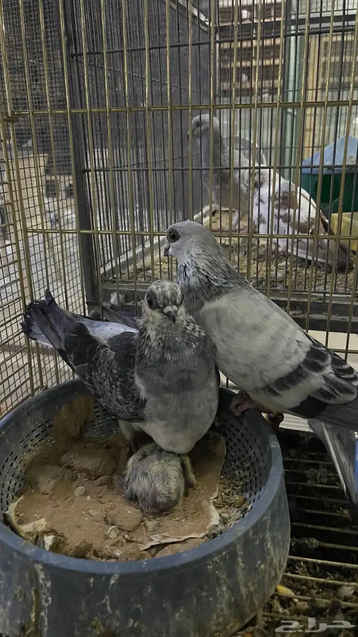 جوز حمام منتجين لسا سباب 1