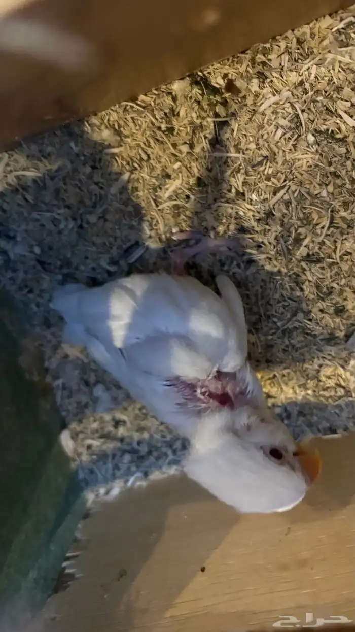 زوج روز منتج مع انتاجه البينو المدينه و ينبع 0