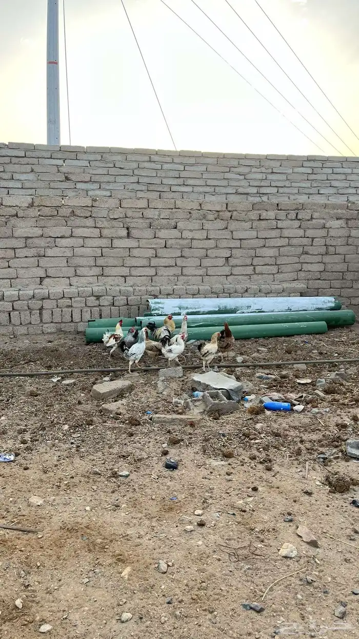 دجاج للبيع 3