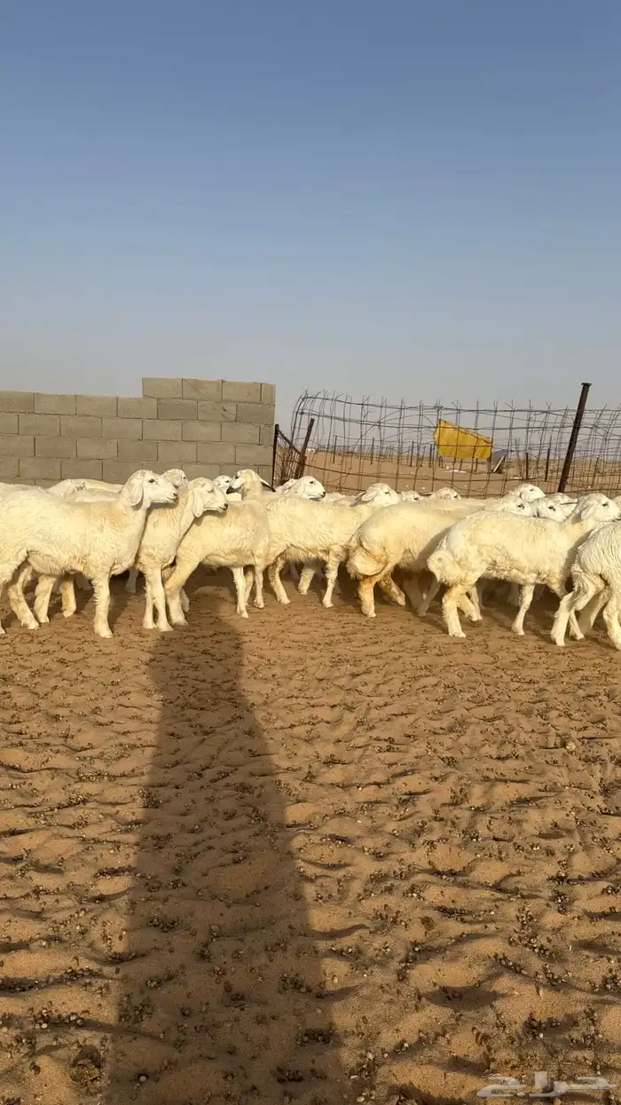 رخال جذعات حريات منوة مدورين الزين 7