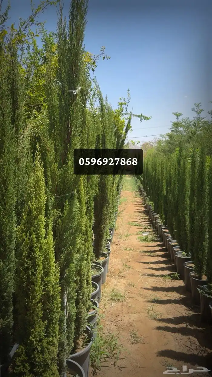 توريد اشجار 3