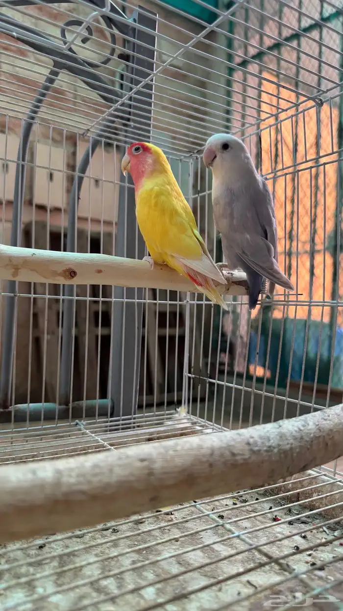 طيور روز ألوان جذابه وجميله شرط والله 1