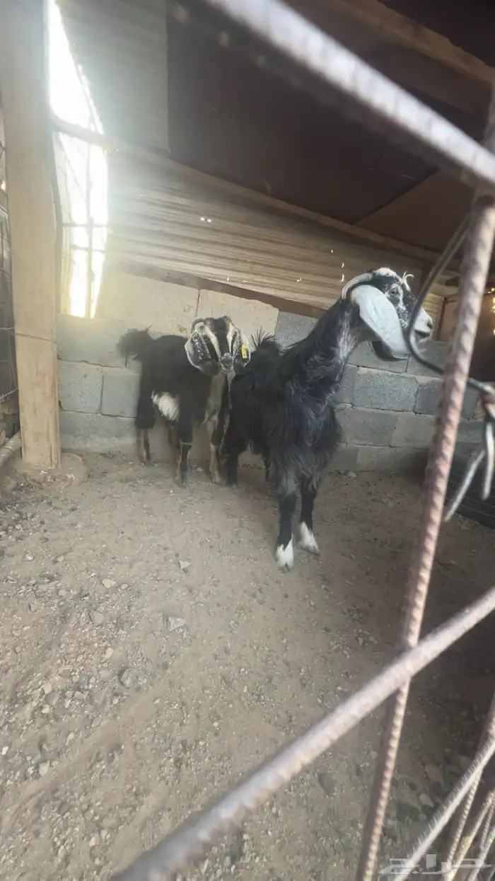 ذبايح 1