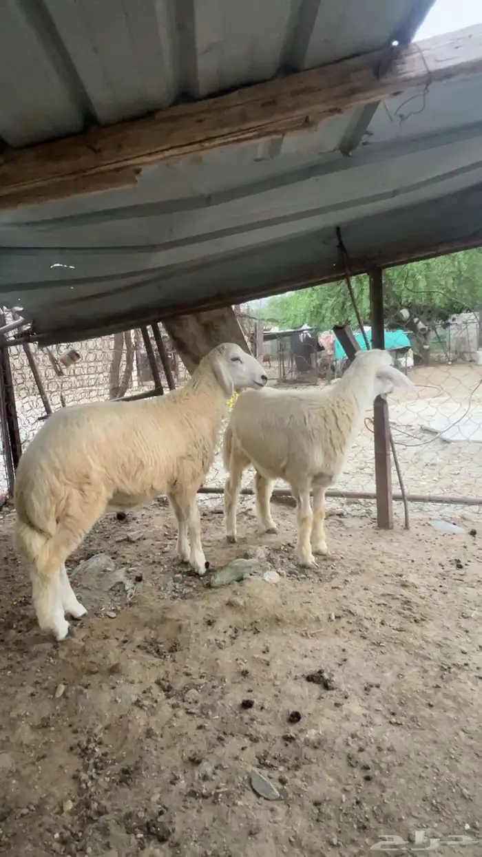 للبيع خرافان 0
