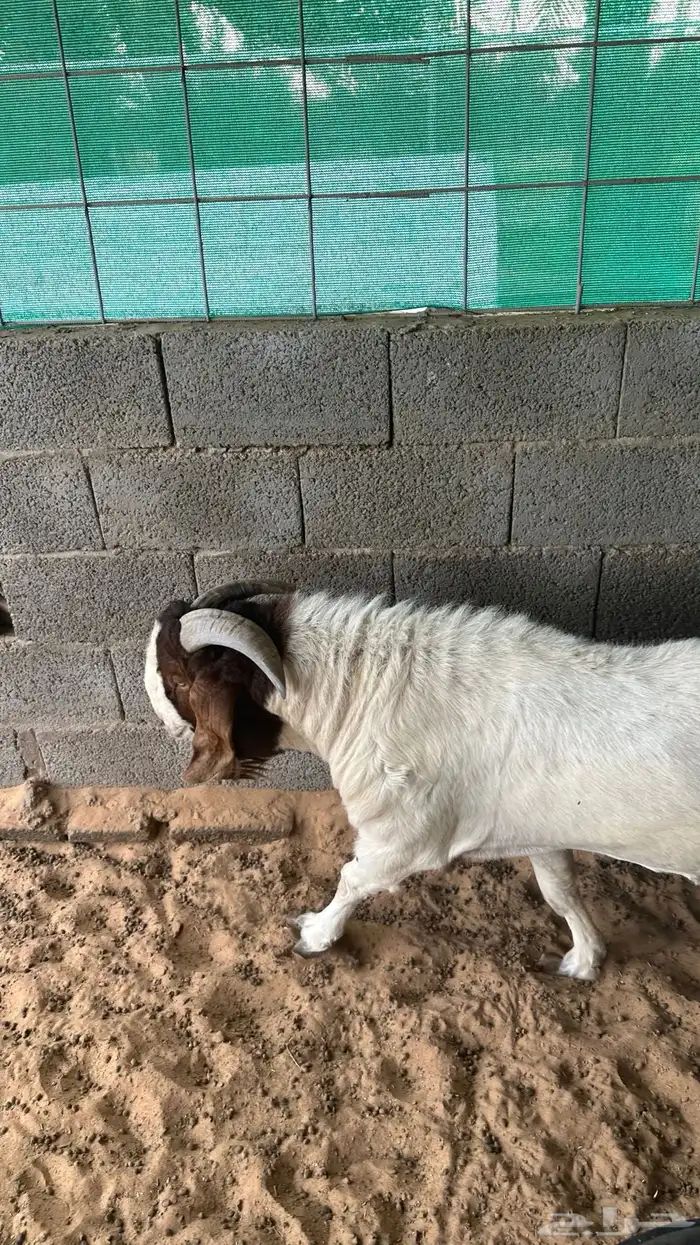 للبيع تيس بارقوت واربع عنق بلديات 2