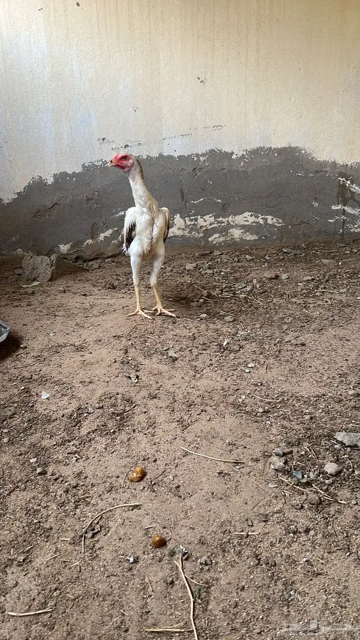 جوز شامو ياباني 2