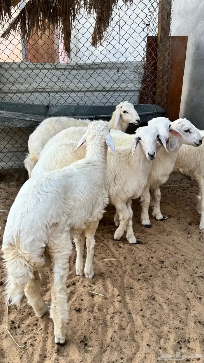 هرافا حريات 5