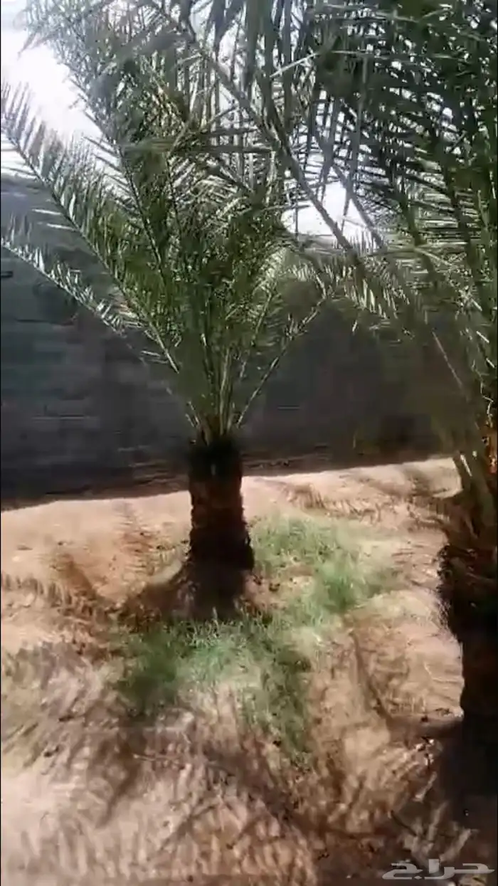 اسعد الله اوقاتكم عدد 6 نخيل اخلاص نجران امهات منتج 0