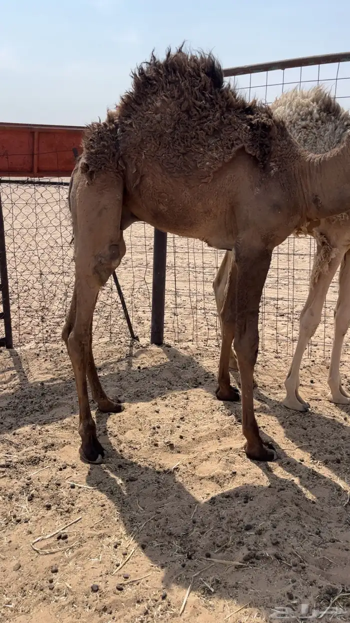 للبيع قعود طايش 3