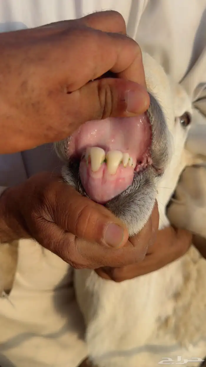 فحل حري كفو جدا ارتفاع وشعره مشروط أمراض سنه ثني 4