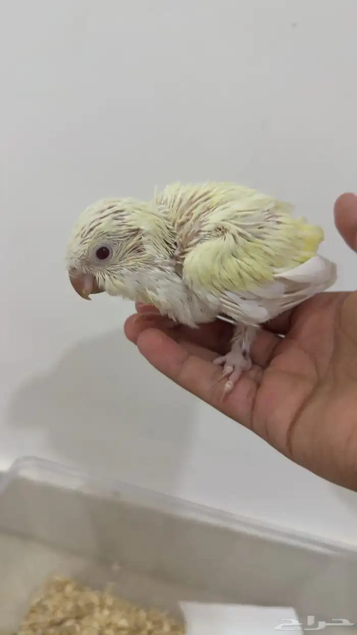 فرخ كويكر إينو طفره ( تم البيع الله يبارك لي راعيه ) 1