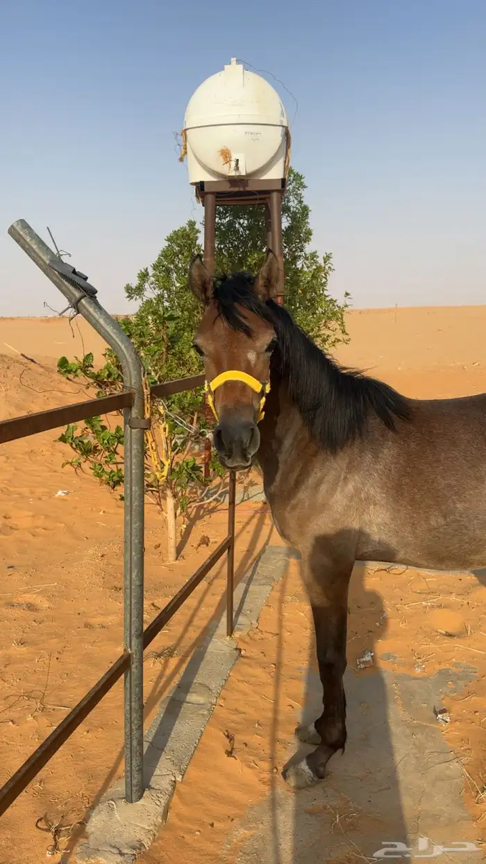 للبيع مهره شعبيه 5