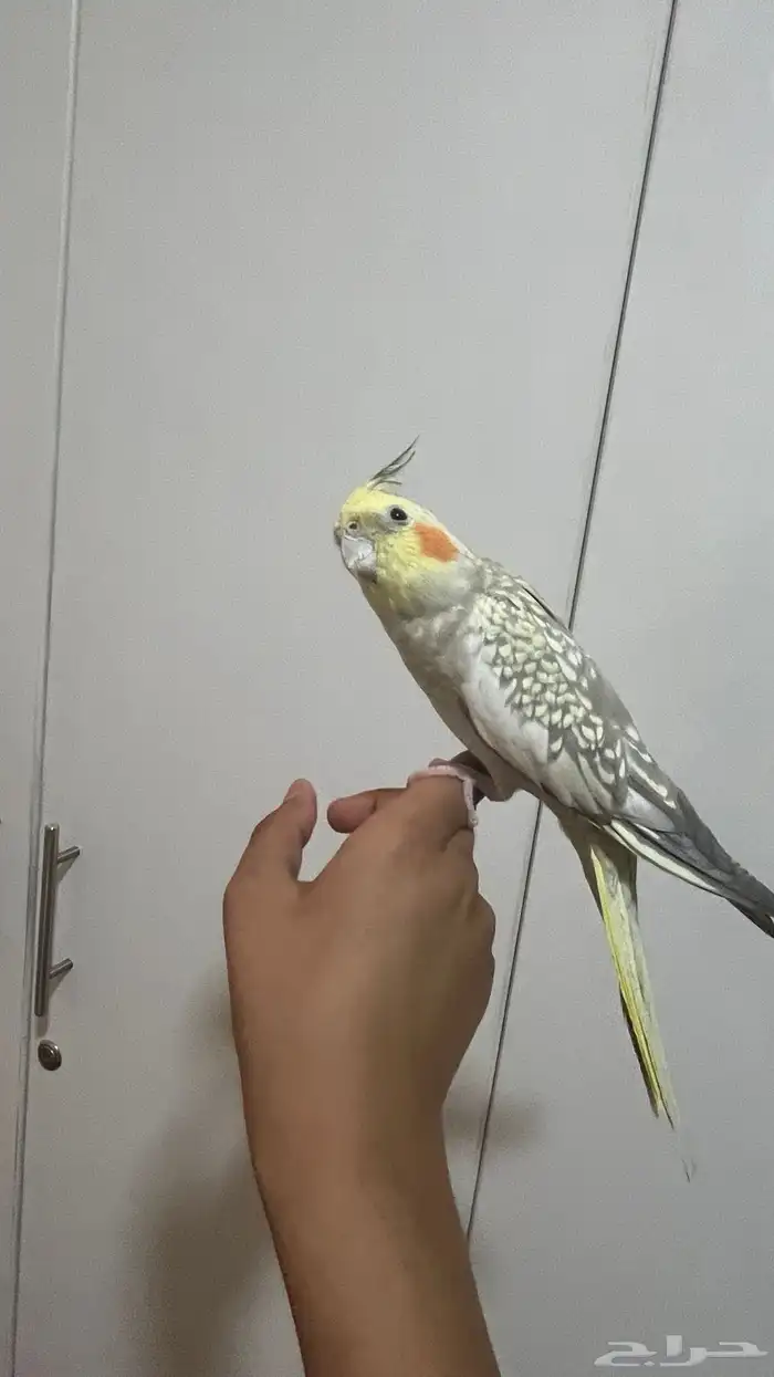 كروان اليف جداا 4