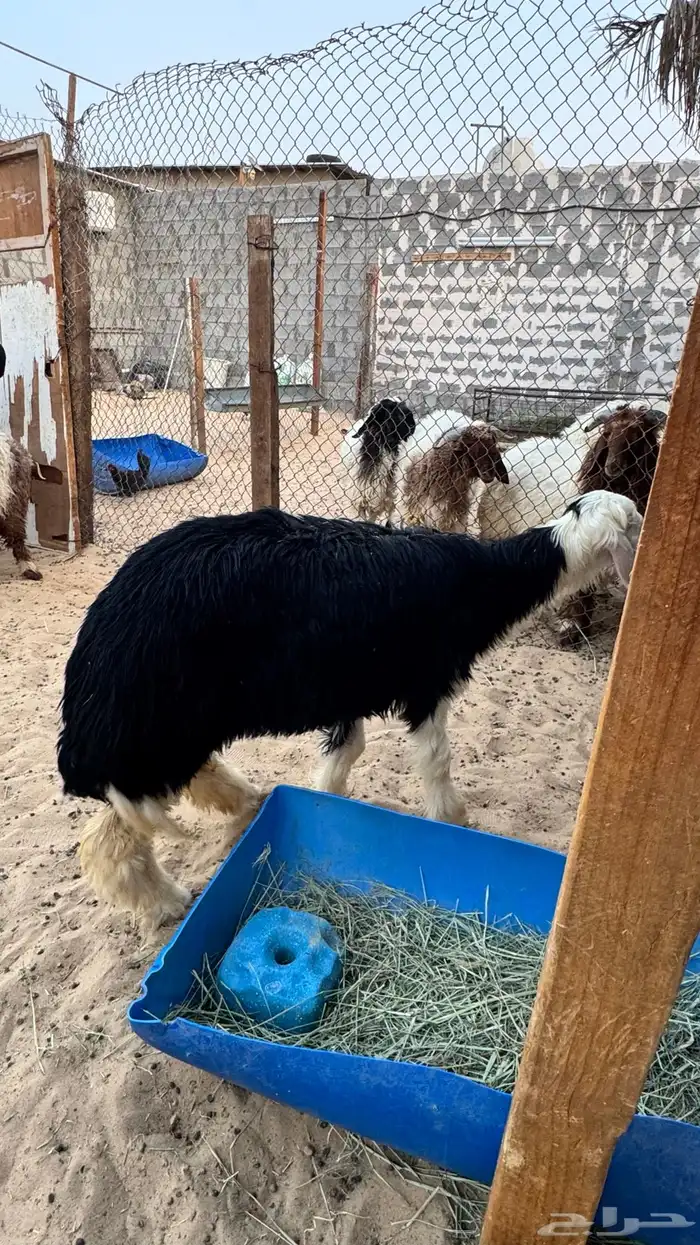 رخل نجديه 2