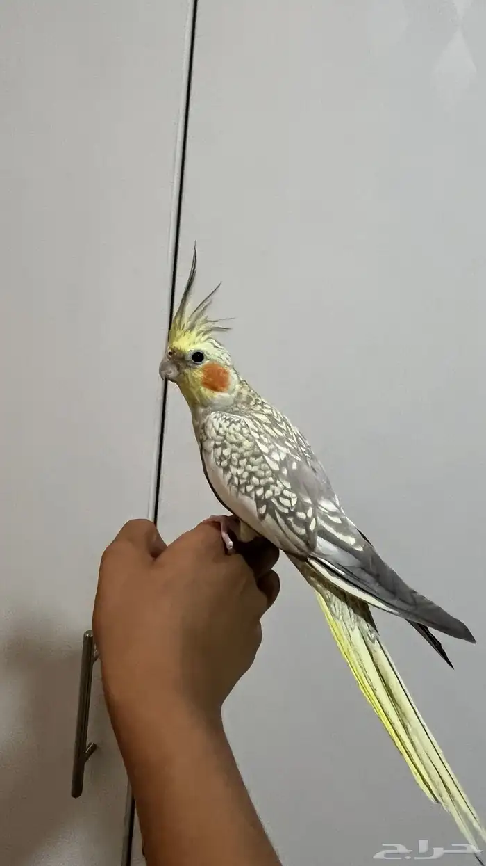 كروان اليف جداا 0