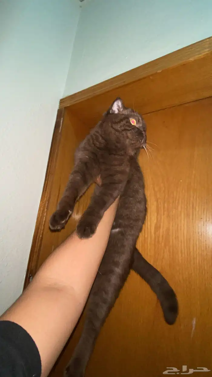 للبيع برتش شورت شوكلت ذكر   شيرازيه انثى 3