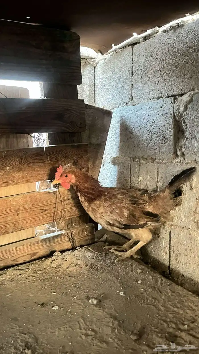 دجاج للبيع 1