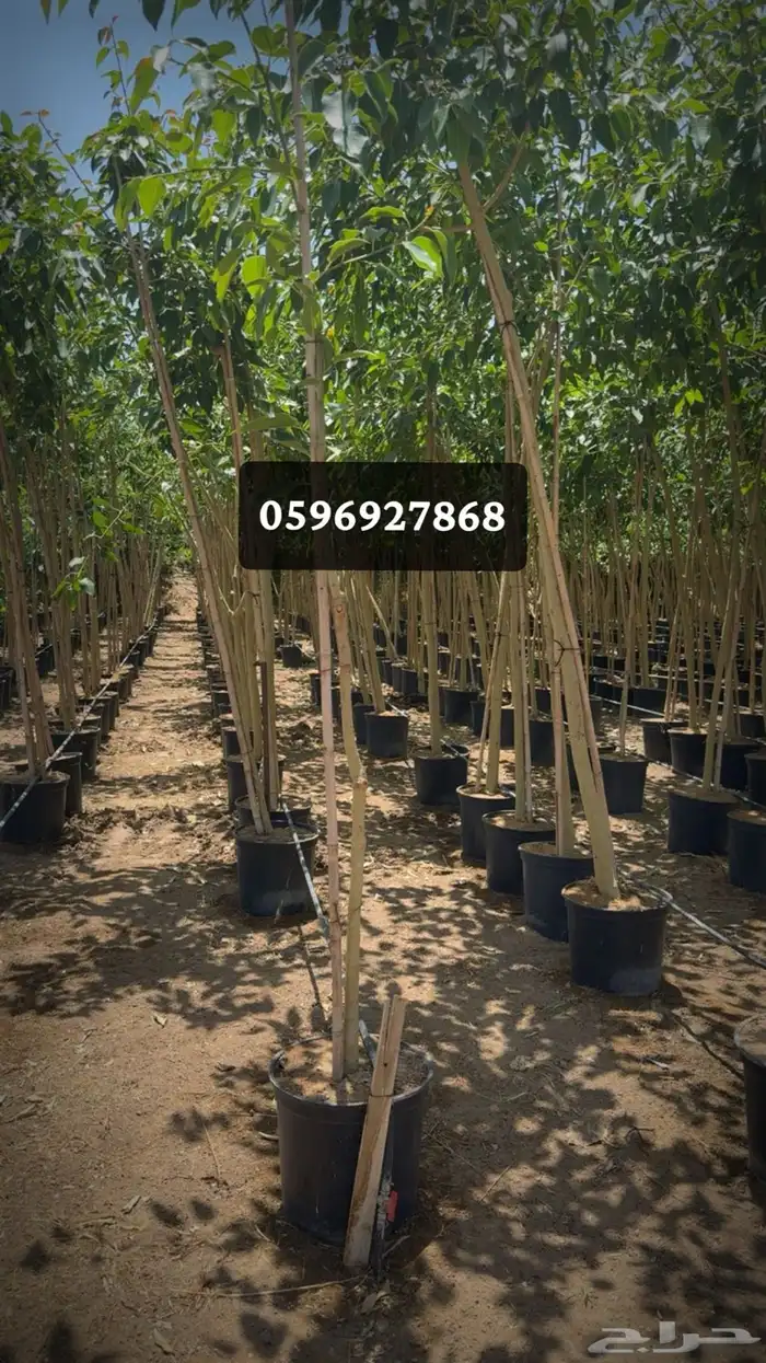 توريد اشجار 1