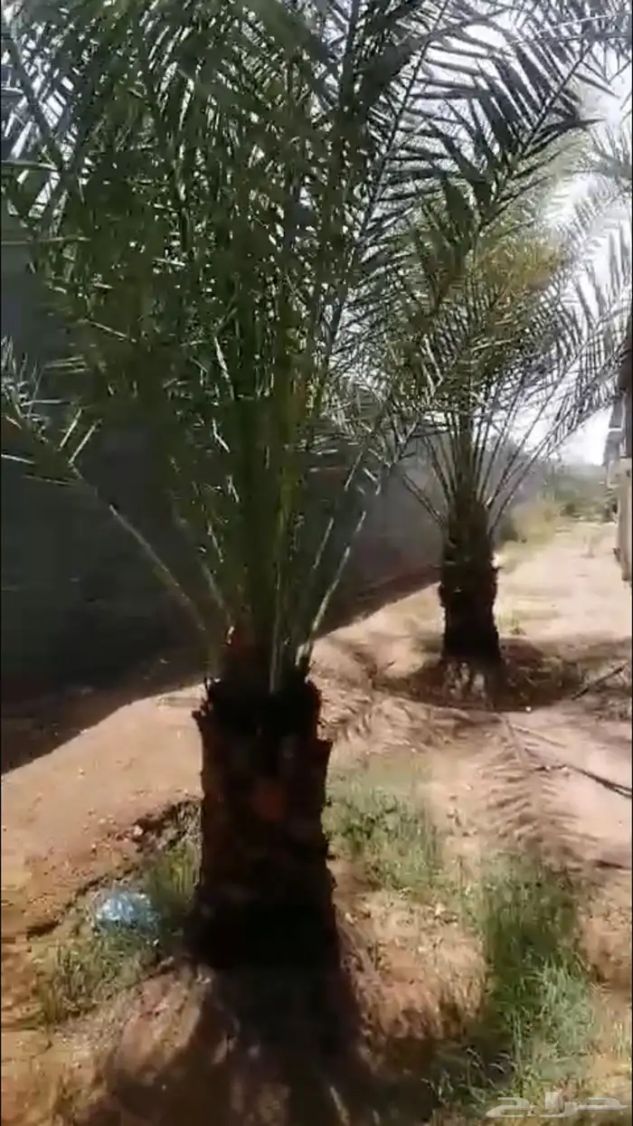 اسعد الله اوقاتكم عدد 6 نخيل اخلاص نجران امهات منتج 1
