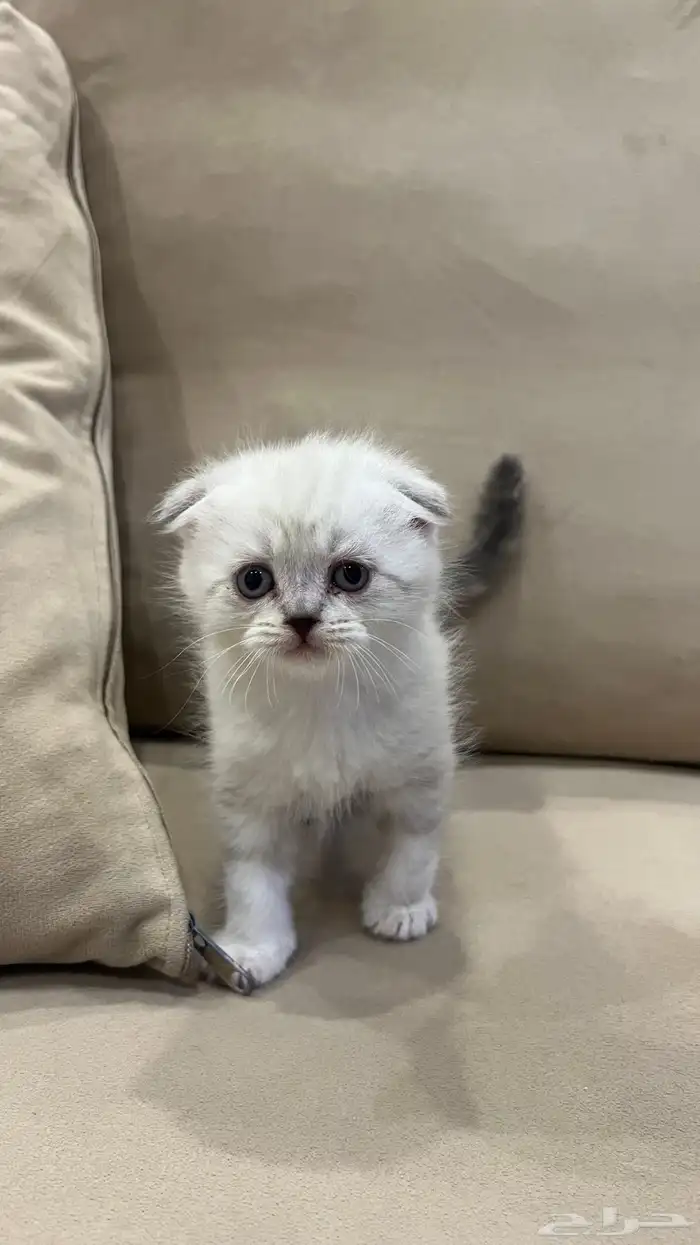 كتن سكوتش فولد 0