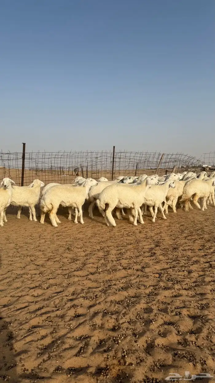 رخال جذعات حريات منوة مدورين الزين 3